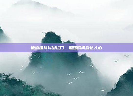 流浪猫抖抖脚进门，温暖瞬间融化人心