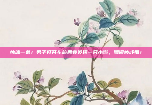 惊魂一幕！男子打开车前盖竟发现一只小猫，瞬间被吓懵！